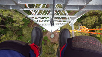 Lookign down tower ladder, two boots hanging from legs in the foreground, canopy and understory in the background