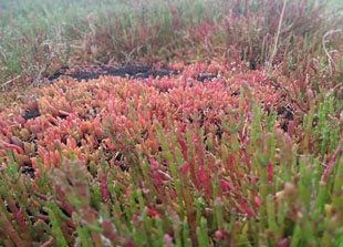 close up of vegetation near the flux station in late summer
